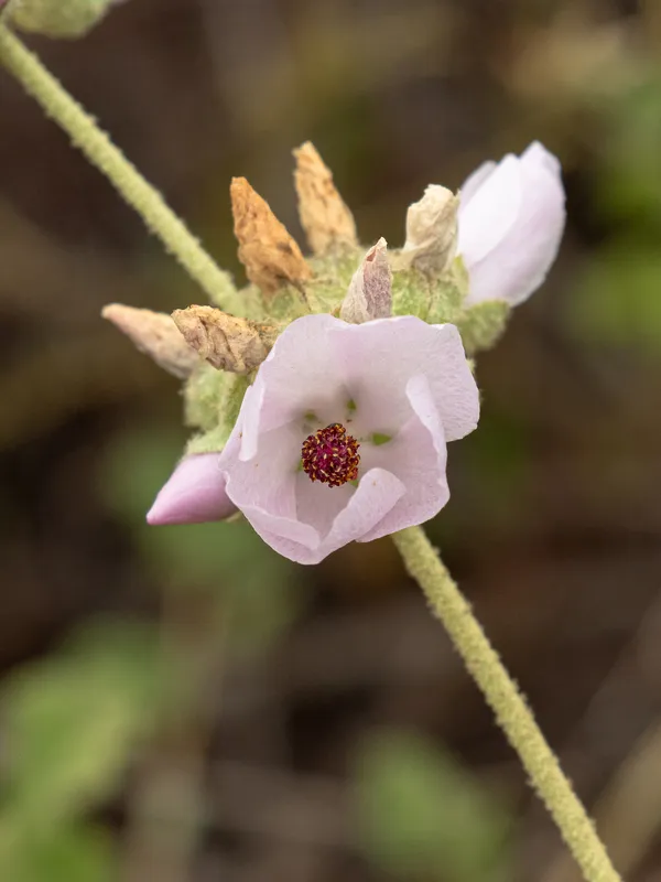 Southern Coastal Bushmallow
