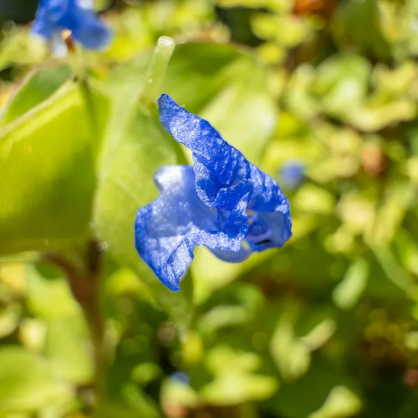 Dayflowers