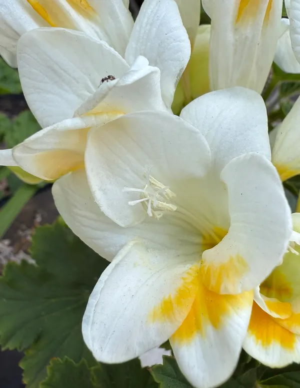 Freesias