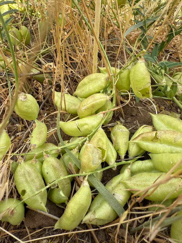 Douglas' Milkvetch