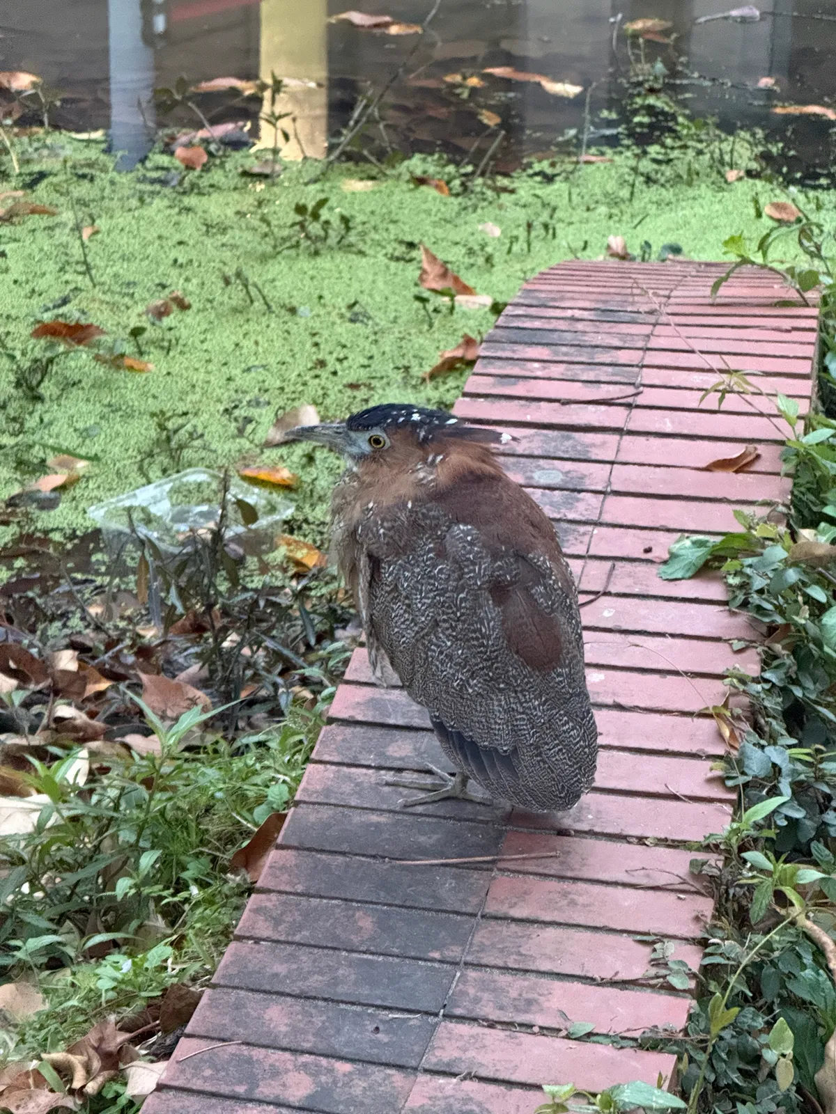 Malayan Night Heron