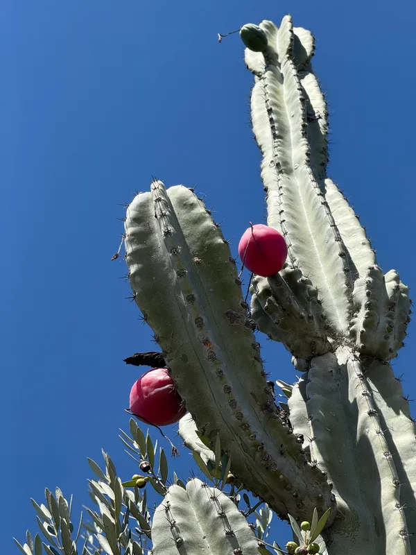 Cereus