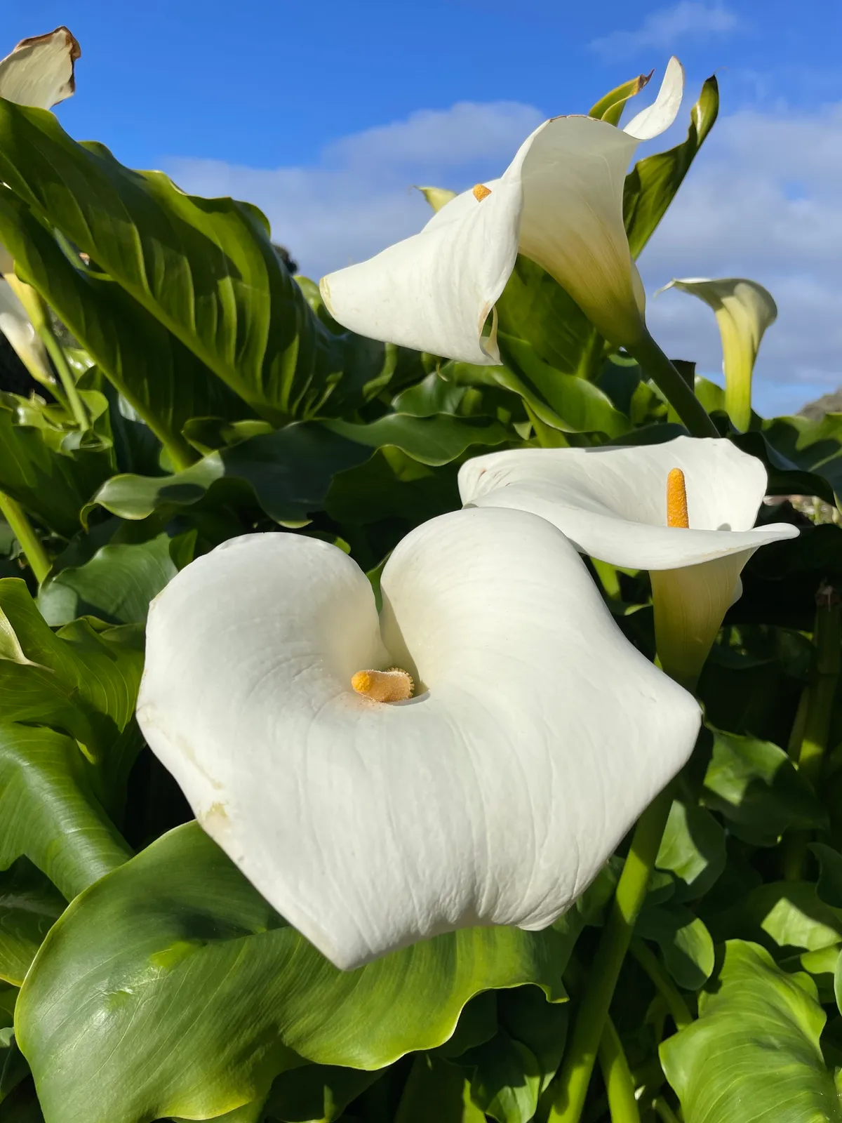 Calla Lilies