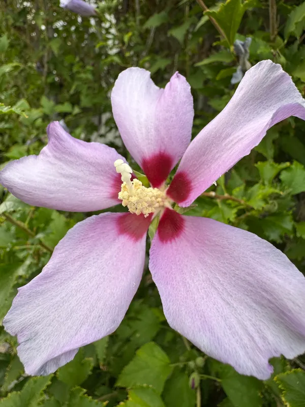 Hibiscuses