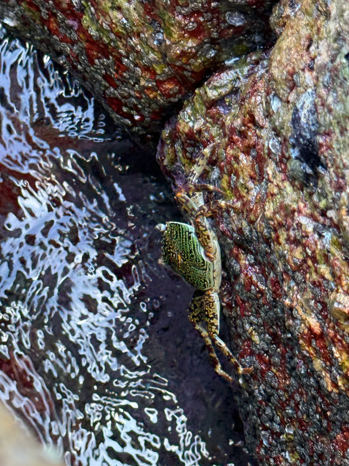 Mottled Lightfoot Crab