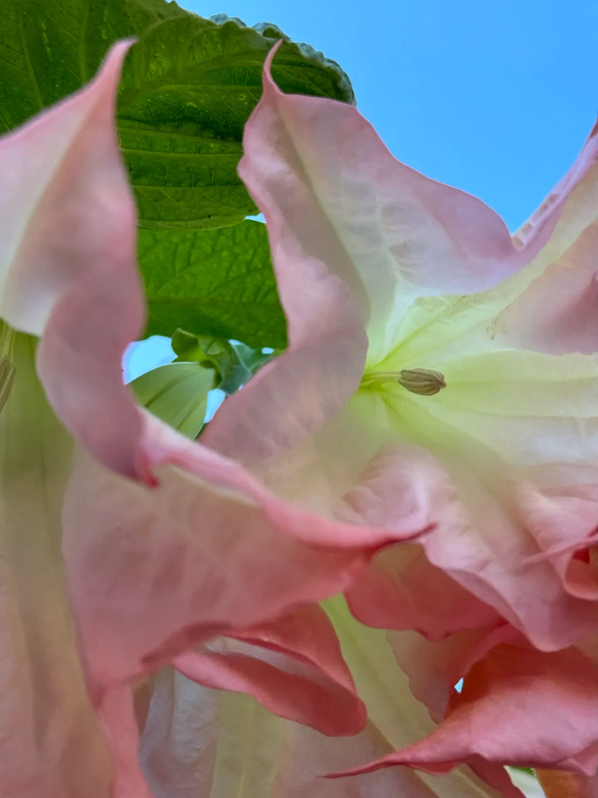 Angel's Trumpets