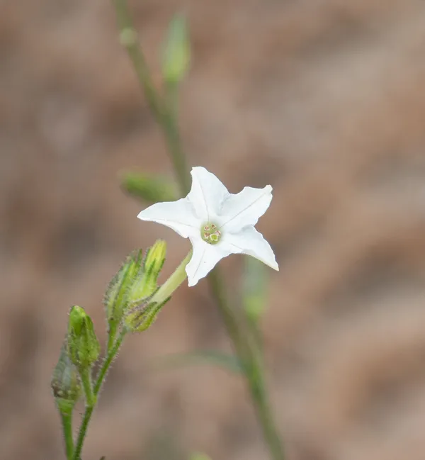 Indian Tobacco