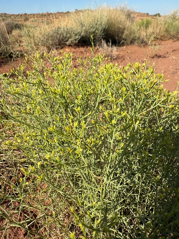Sticky Snakeweed