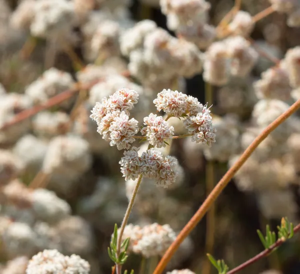 California Buckwheat