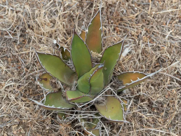 Shaw's Agave