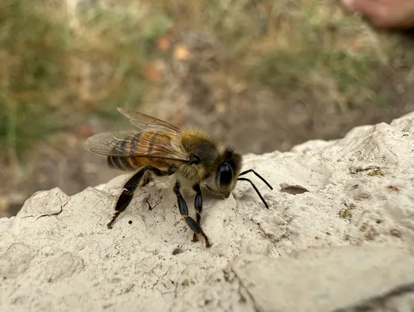 Western Honey Bee