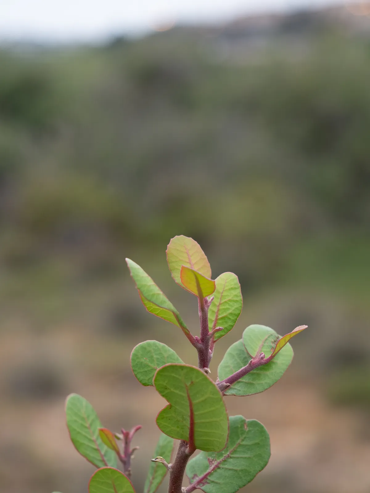 Lemonade Berry