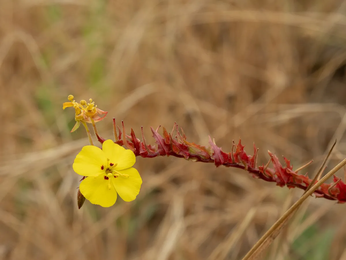 California Sun Cup