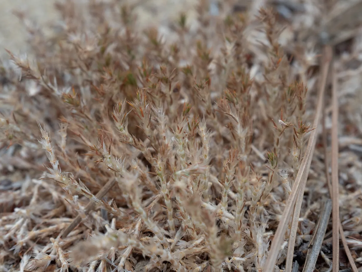 Sandcarpet