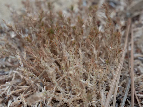 Sandcarpet