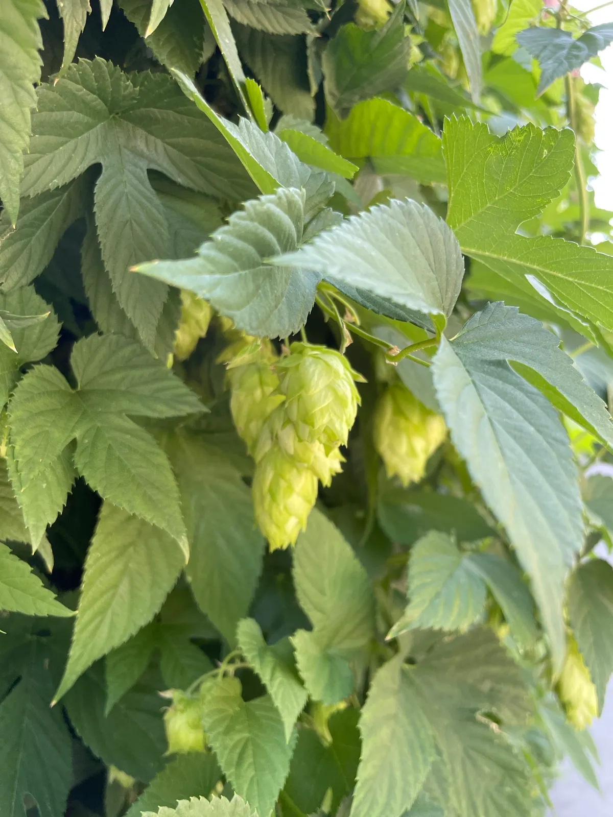 Hops