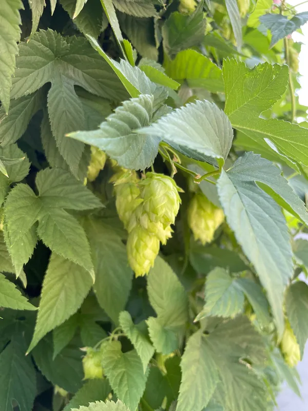 Hops