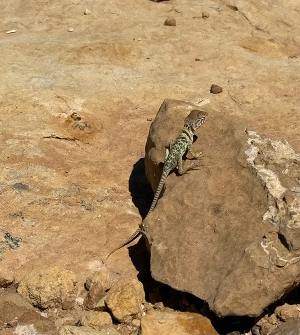 Lizards