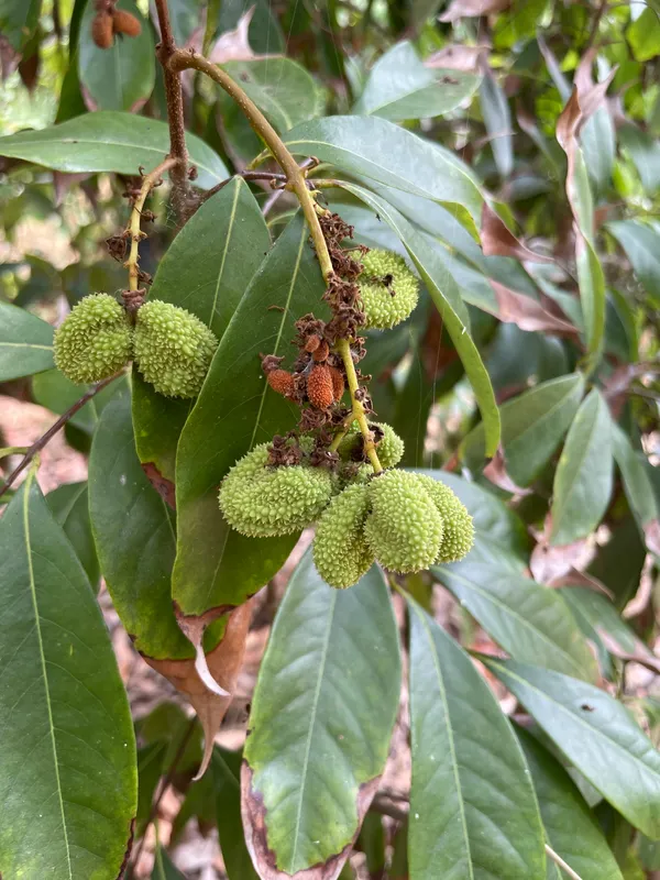 Lychee