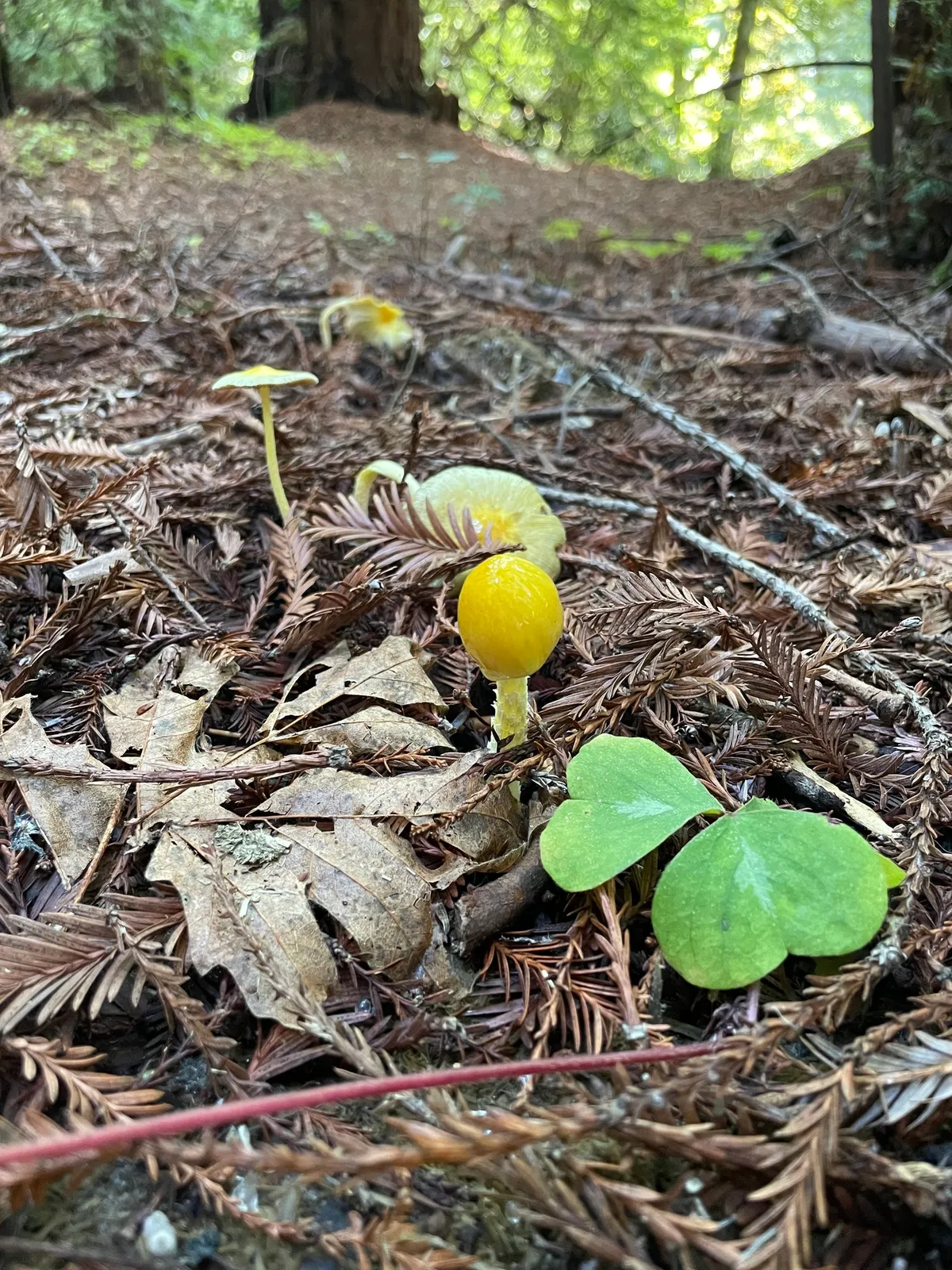 Yellow Fieldcap