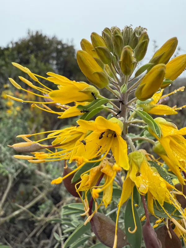 Bladderpod