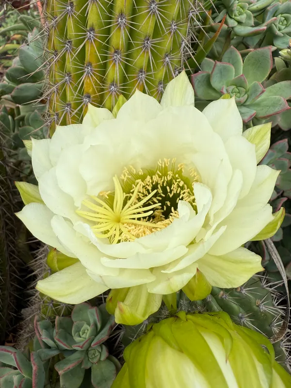 Torch Cactus