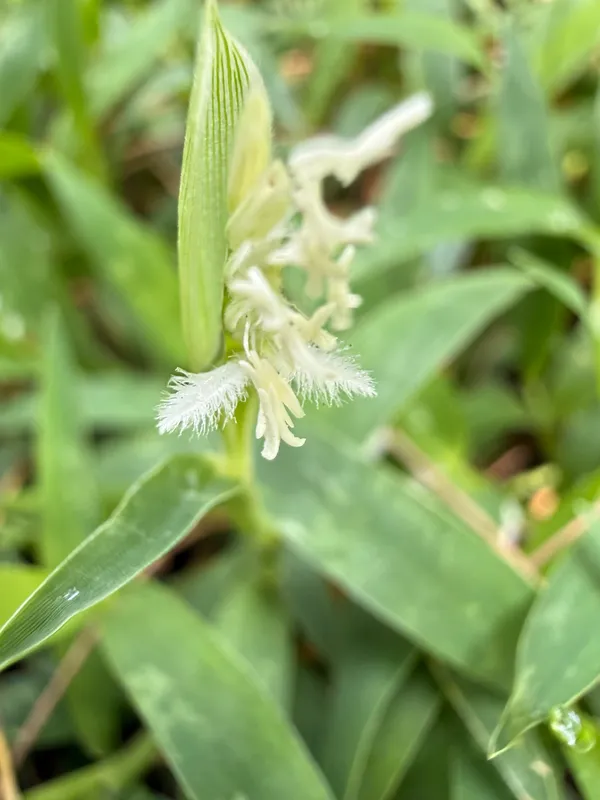 Seashore Centipede Grass
