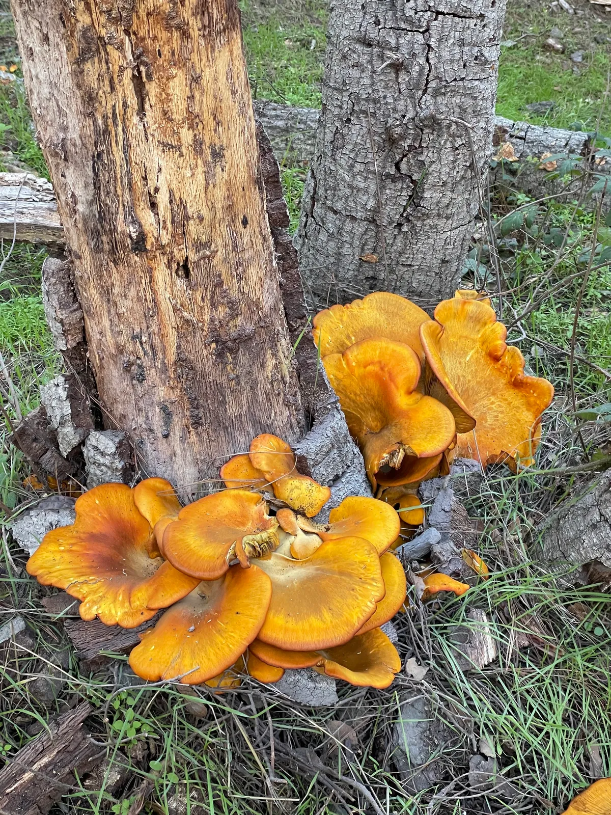 Jack O' Lantern Mushrooms