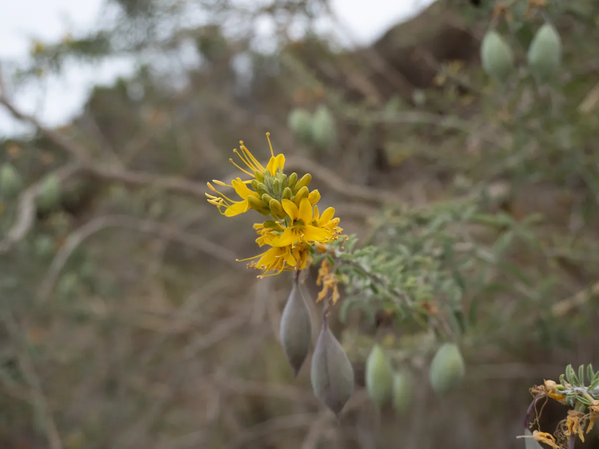 Bladderpod