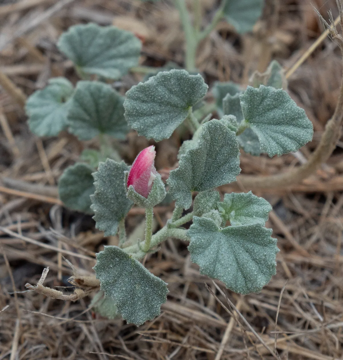 Alkali Mallow
