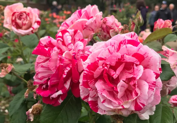 Roses