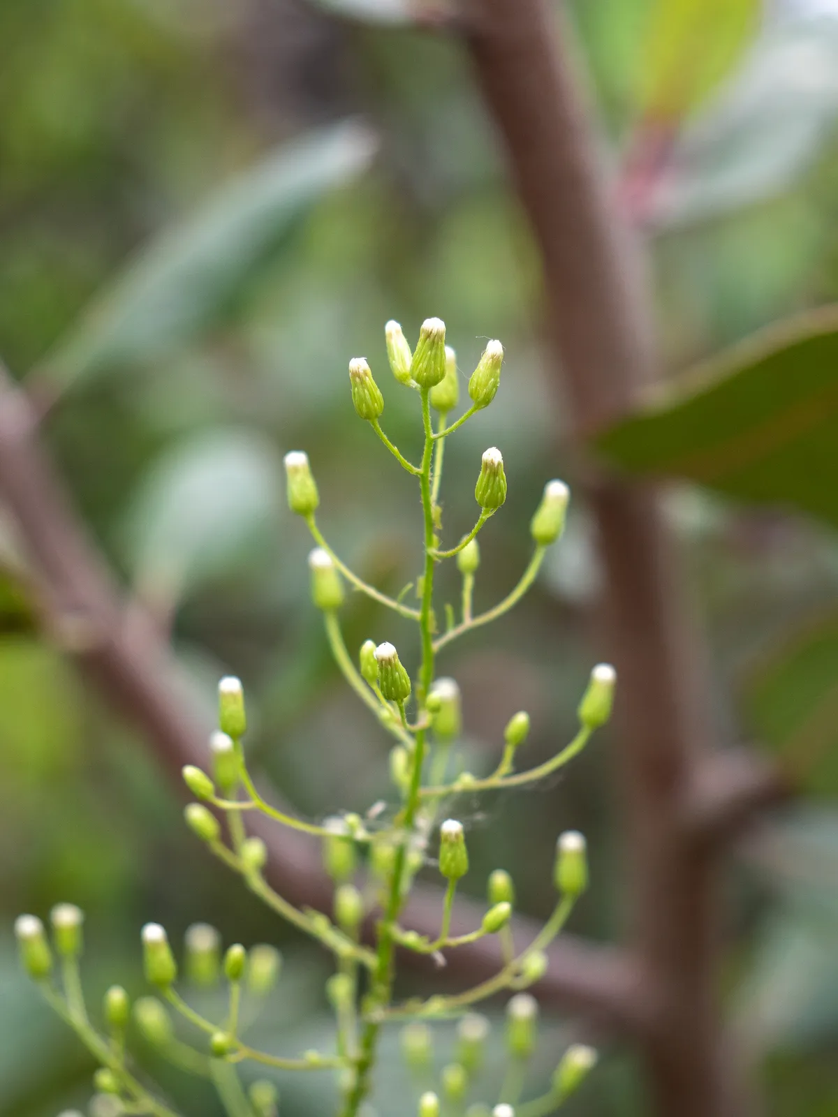 Horseweed