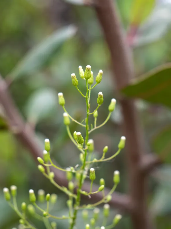 Horseweed