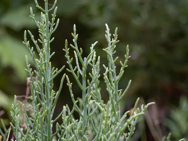Salicornieae