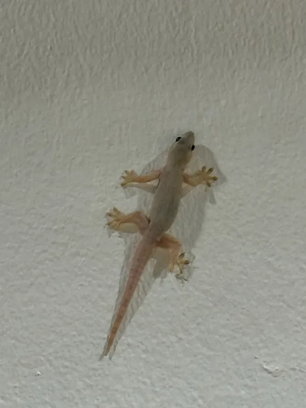 Flat Tailed House Gecko