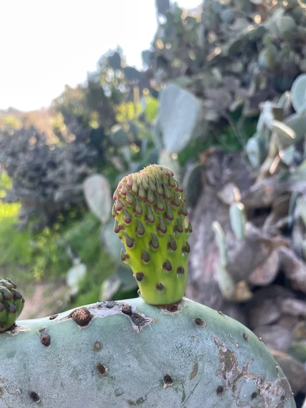 Prickly Pears
