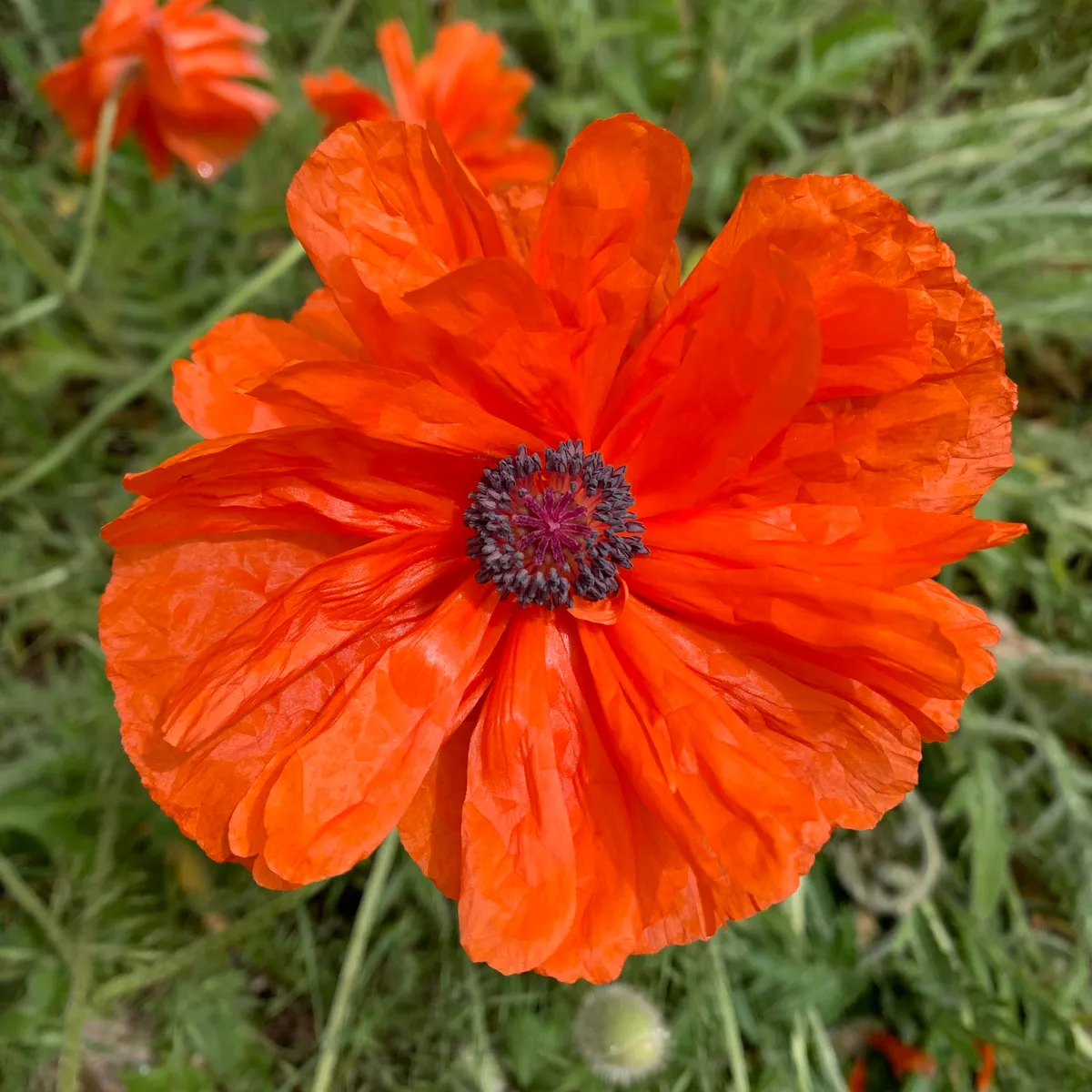 Oriental Poppy