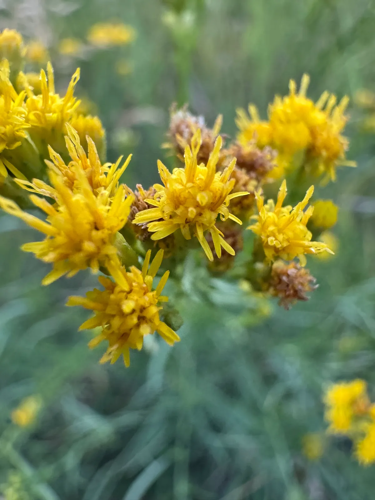 Grass Leaved Goldenrods