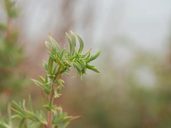 Russian Thistles