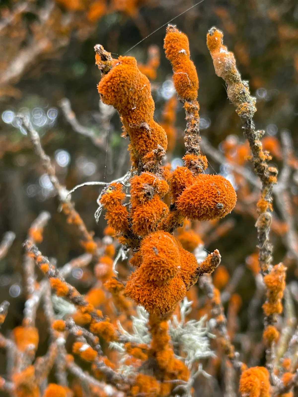 Orange Rock Hair