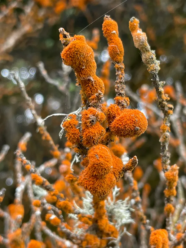 Orange Rock Hair