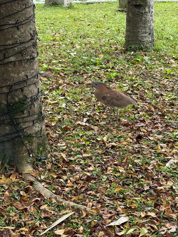 Malayan Night Heron