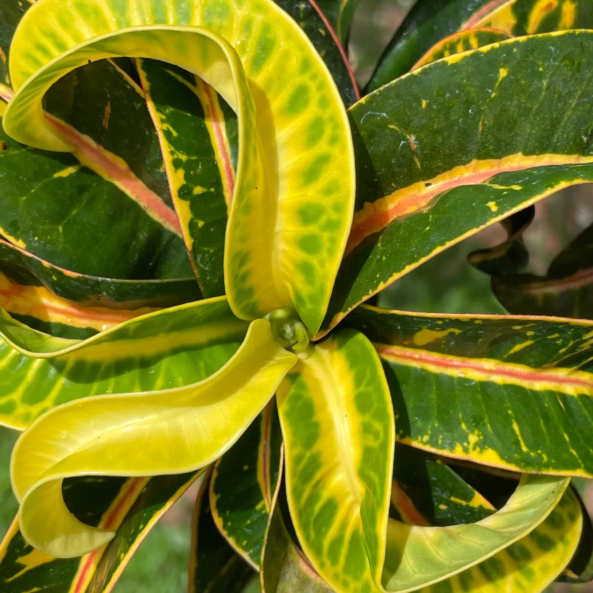 Codiaeum