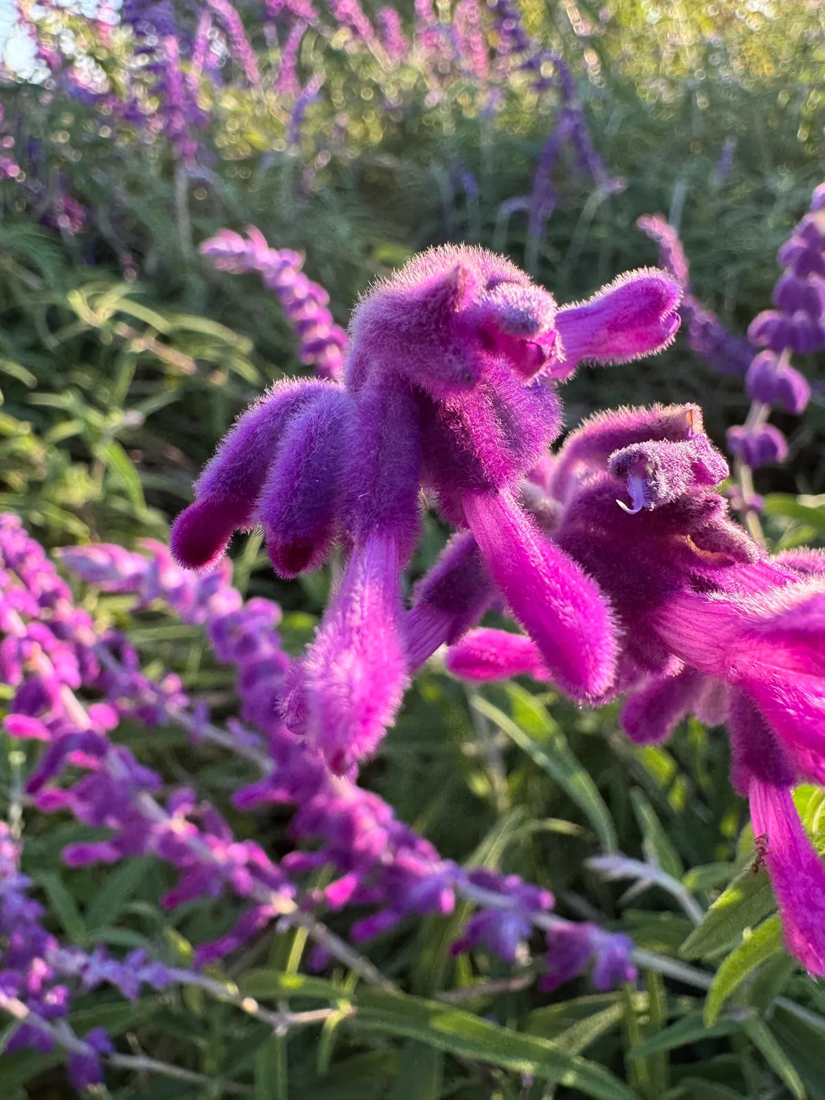 Mexican Bush Sage