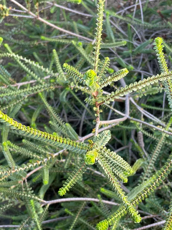 Plants