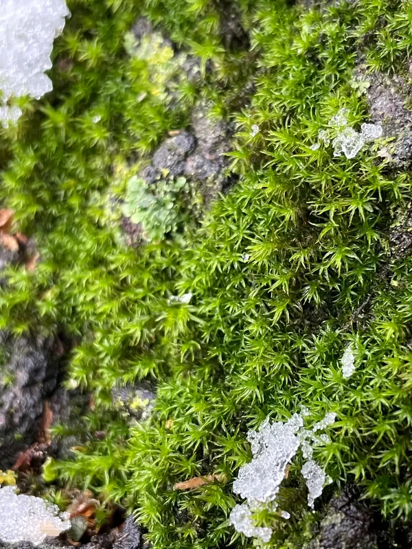 Lime Seep Eucladium