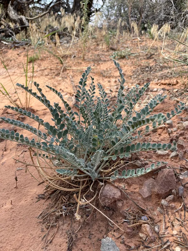 Woolly Locoweed