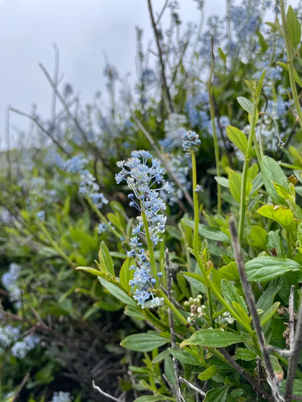 Blueblossom