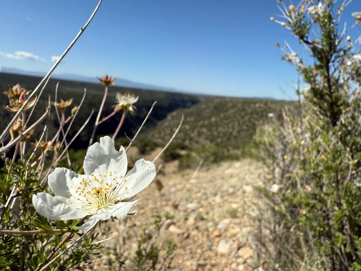 Apache Plume