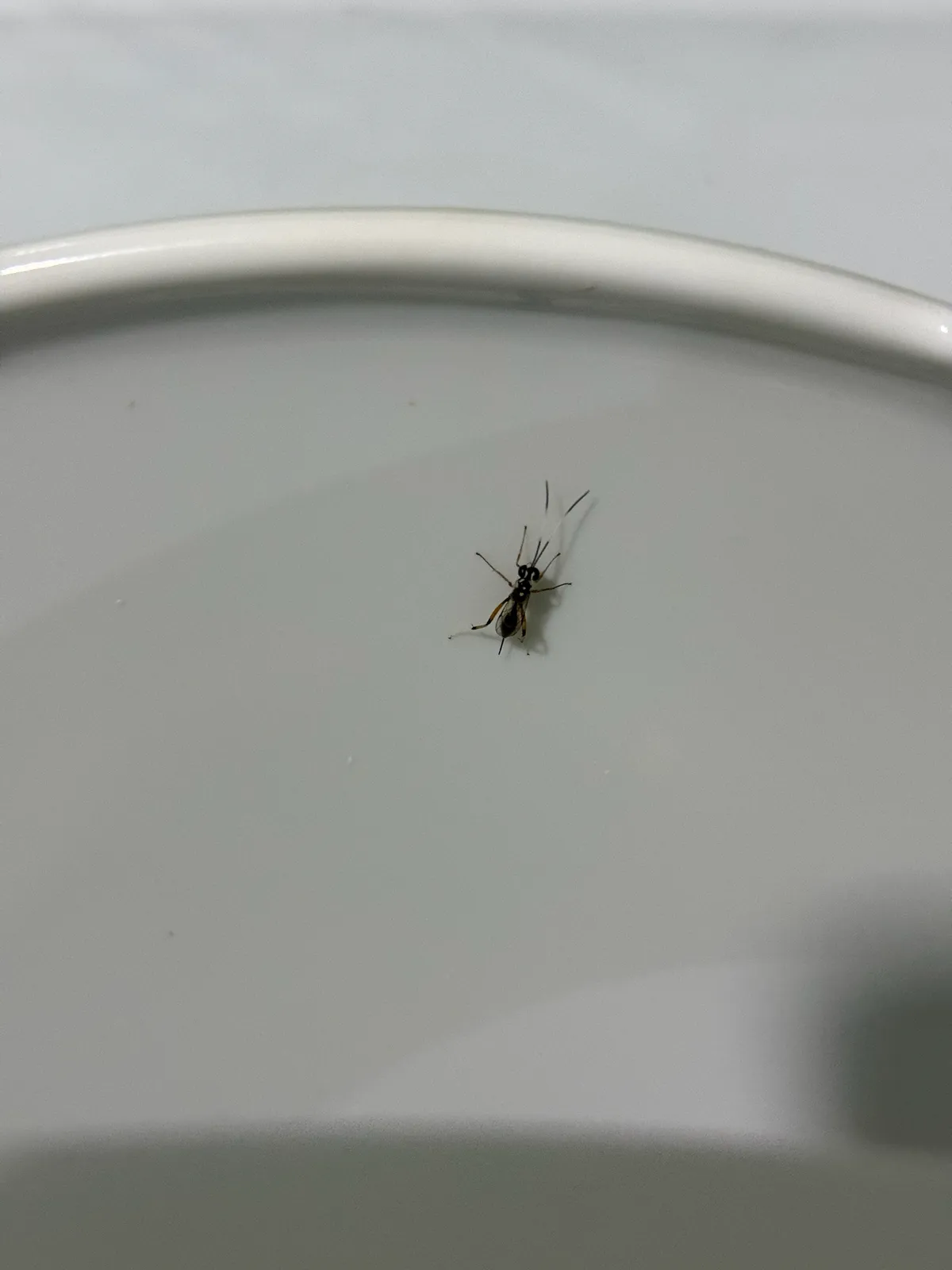 Narrow Waisted Wasps, Ants, And Bees